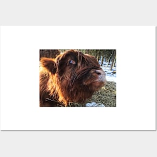 Scottish Highland Cattle Calf 1927 Posters and Art